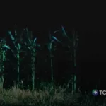 El misterio de los silbidos entre los cultivos en Caluco