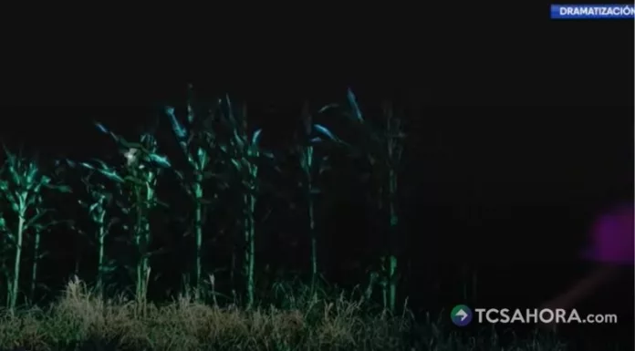 El misterio de los silbidos entre los cultivos en Caluco Al caer la noche en Caluco, el misterio se apodera de los cultivos. En medio del silencio, agricultores aseguran que algo paranormal ocurre.
