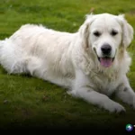 Cómo afecta el calor a los perros y qué medidas se deben tomar