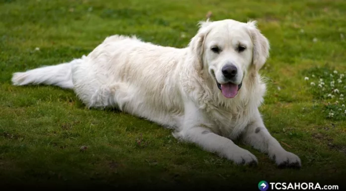 Cómo afecta el calor a los perros y qué medidas se deben tomar Durante la época de calor, se debe evitar que los perros realicen actividad física durante las horas de mayor radiación solar.