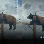 Oso atrapado en un poste muere antes de recibir ayuda