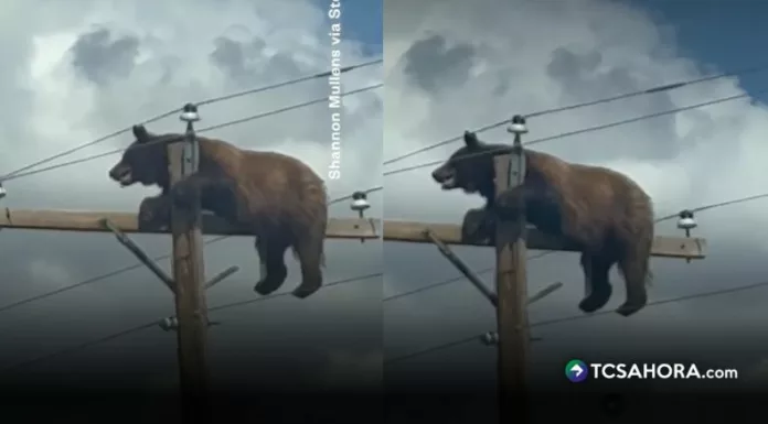 El oso atrapado permaneció en lo alto de una estructura eléctrica en Nuevo México, mientras testigos llamaban al 911 y esperaban que llegara ayuda urgente.