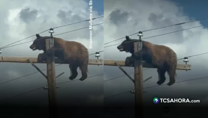 El oso atrapado permaneció en lo alto de una estructura eléctrica en Nuevo México, mientras testigos llamaban al 911 y esperaban que llegara ayuda urgente.