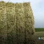 Heno, una alternativa que asegura el alimento para el ganado