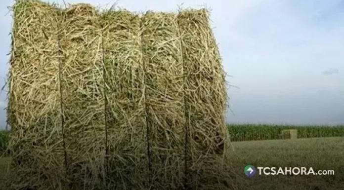 El heno representa una reserva estratégica para los ganaderos durante el tiempo de la sequía.