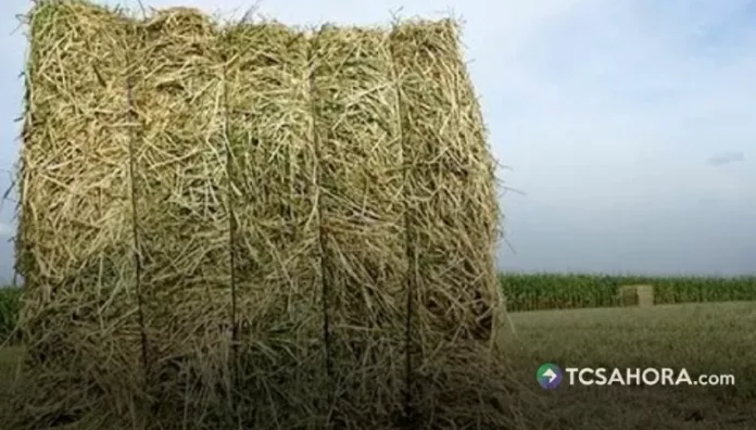 El heno representa una reserva estratégica para los ganaderos durante el tiempo de la sequía.