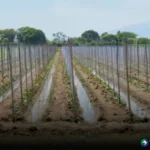 Agricultores intensifican medidas para proteger cultivos
