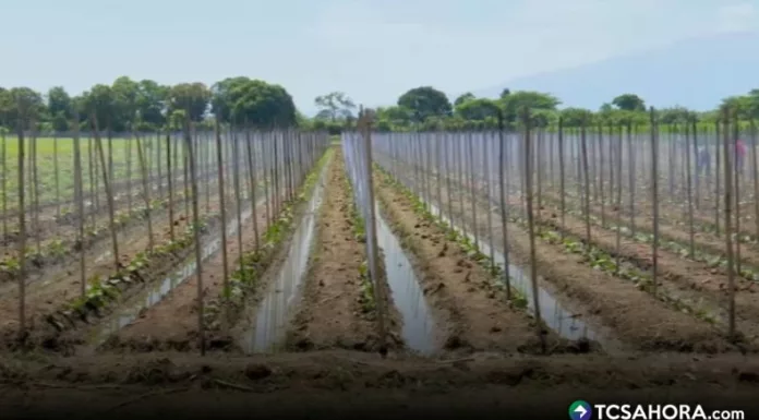 Agricultores del Valle de Zapotitán esperan que las lluvias se regularicen en las próximas semanas para reducir el impacto en los cultivos