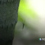 Confirman segunda muerte por dengue en el país