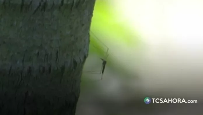La OPS advirtió que alrededor de 500 millones de personas en las Américas están en riesgo de contraer dengue.
