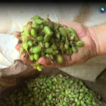 El cultivo de cardamomo se abre paso en tierras salvadoreñas