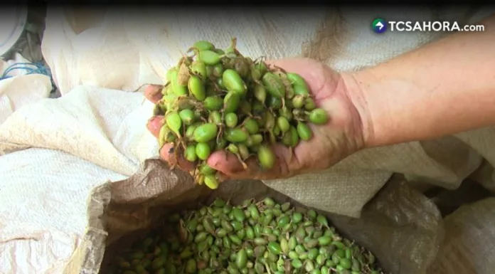 El cultivo de cardamomo se abre paso en tierras salvadoreñas