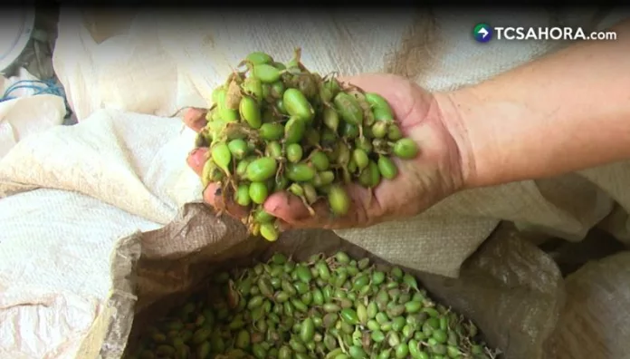 El cultivo de cardamomo se abre paso en tierras salvadoreñas