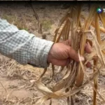 MAG dará alimentos a agricultores afectados por sequía en zona oriental