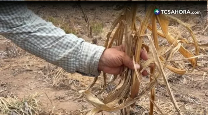 MAG dará alimentos a agricultores afectados por sequía en zona oriental