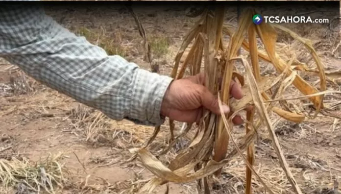 MAG dará alimentos a agricultores afectados por sequía en zona oriental