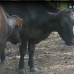¿Cómo afecta el calor al ganado?
