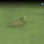 La playa de las tortugas, un refugio en el lago de Ilopango
