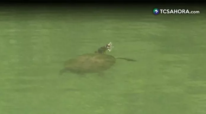 La playa de las tortugas, un refugio en el lago de Ilopango