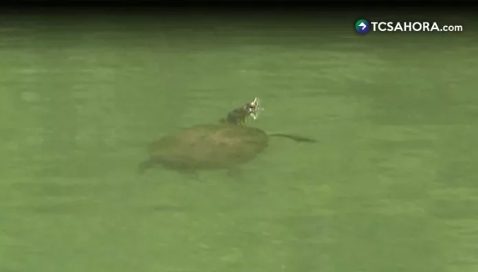 La playa de las tortugas, un refugio en el lago de Ilopango