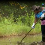 Mujeres lideran restauración de manglar en Barra de Santiago