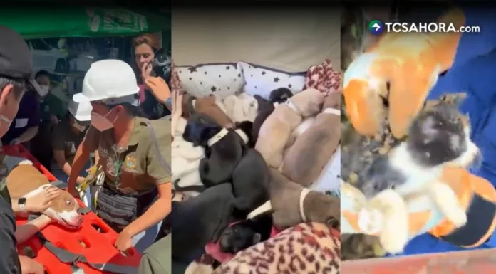 Autoridades de Colombia reportan 485 animales rescatados tras terremoto