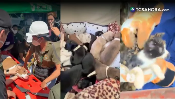 Autoridades de Colombia reportan 485 animales rescatados tras terremoto