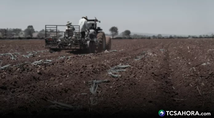 Presidente de CAMPO asegura, que tendremos déficit de arroz, frijol, maíz y sorgo; también, hortalizas y verduras del 93 %.