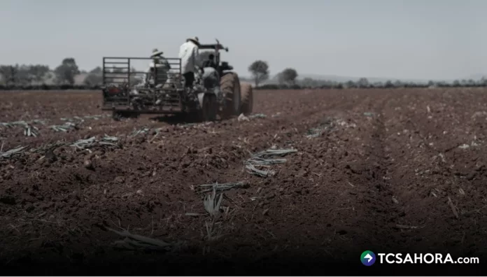 Presidente de CAMPO asegura, que tendremos déficit de arroz, frijol, maíz y sorgo; también, hortalizas y verduras del 93 %.
