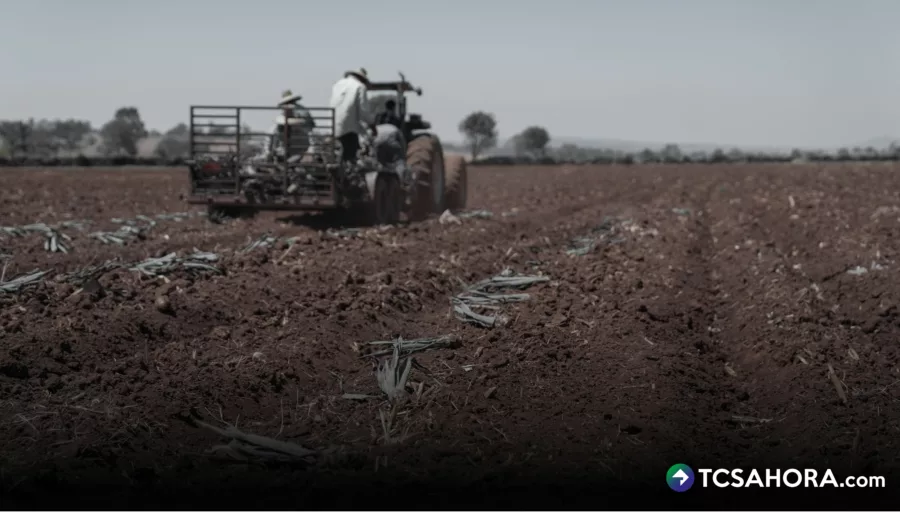 Presidente de CAMPO asegura, que tendremos déficit de arroz, frijol, maíz y sorgo; también, hortalizas y verduras del 93 %.