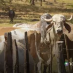 Ganaderos reciben apoyo del MAG ante la falta de lluvias