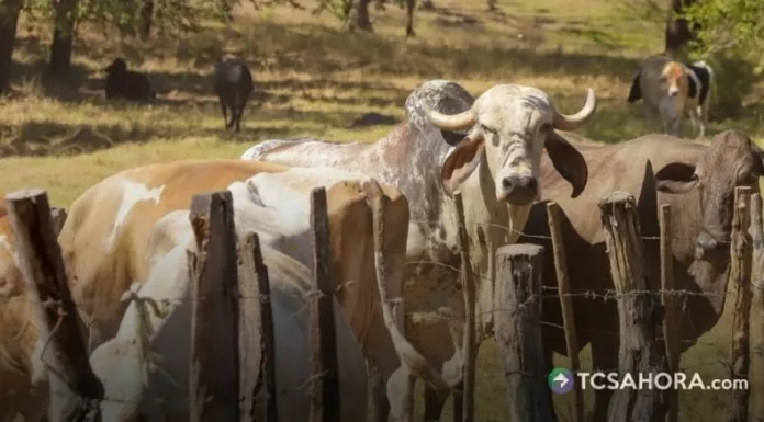Ganaderos de las zonas oriental y paracentral enfrentan dificultades para alimentar al ganado ante la disminución de las lluvias.