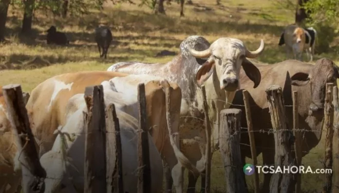 Ganaderos de las zonas oriental y paracentral enfrentan dificultades para alimentar al ganado ante la disminución de las lluvias.