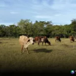 Altas temperaturas afectan alimentación del ganado