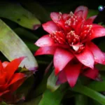 ¡Evita que los zancudos se reproduzcan en las plantas!