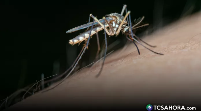 Las altas temperaturas por el cambio climático abonan para que eclosionen los huevecillos del Aedes aegypti y se tenga incremento de zancudos