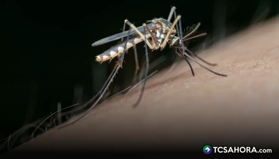 Las altas temperaturas por el cambio climático abonan para que eclosionen los huevecillos del Aedes aegypti y se tenga incremento de zancudos