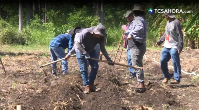 UES investiga semillas criollas que se adapten al calor