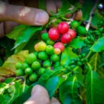 Caficultores preocupados por efectos de la sequía en cultivos