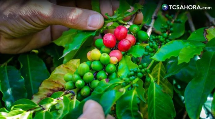 Los caficultores del departamento de La Paz han observado cambios en sus plantaciones debido a la sequía que afecta al país