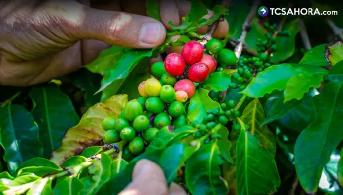 Los caficultores del departamento de La Paz han observado cambios en sus plantaciones debido a la sequía que afecta al país