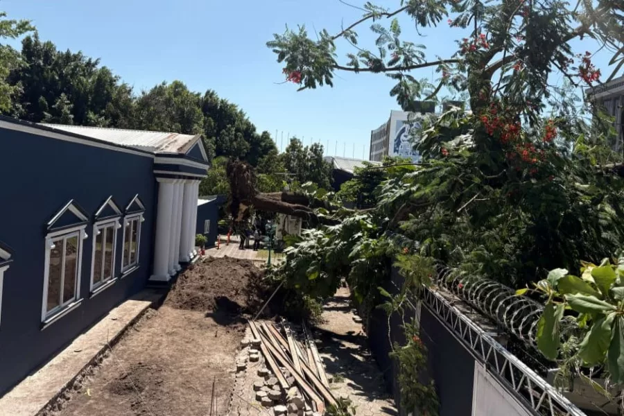 Una persona en estado grave en accidente de tala de árbol