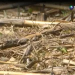 Protección Civil emite alerta roja por sequía meteorológica y agrícola