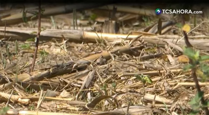 Protección Civil emite alerta roja por sequía meteorológica y agrícola