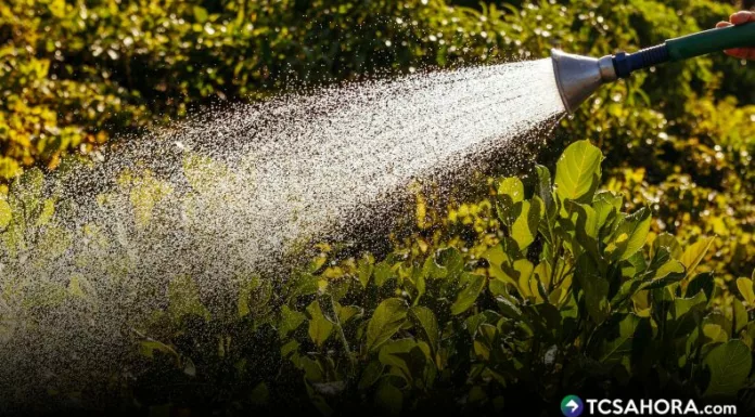 Ante las altas temperaturas, el cuidado de las áreas verdes y el uso responsable del agua pueden contribuir a reducir el impacto