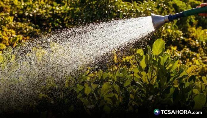 Ante las altas temperaturas, el cuidado de las áreas verdes y el uso responsable del agua pueden contribuir a reducir el impacto