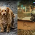 Abandono de mascotas amenaza el equilibrio de los ecosistemas
