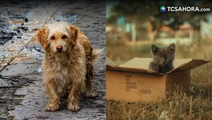 La presencia de mascotas abandonadas también puede representar riesgos relacionados con la transmisión de enfermedades.