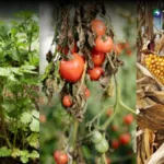 Cultivos afectados por altas temperaturas en Caluco, Sonsonate