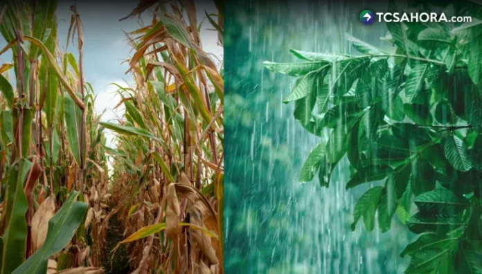 Según las proyecciones del MARN, la zona nororiental del país sería la más afectada con un déficit de lluvia cercano a los 100 milímetros